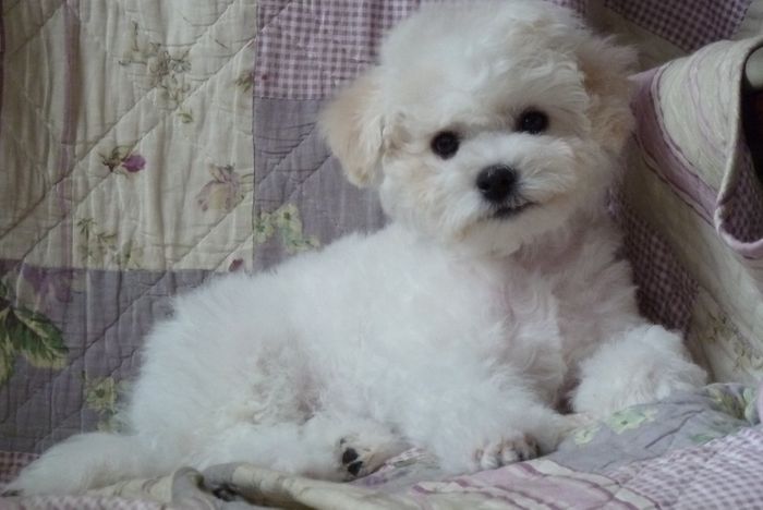 White Life's Princess Tiana, born 24.01.2012